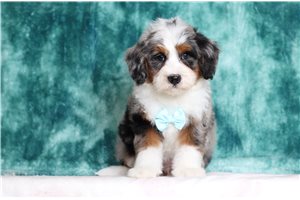 Marshall - Bernedoodle, Mini for sale