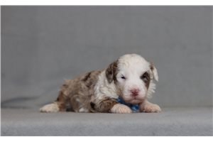 Bernard - Bernedoodle, Mini for sale