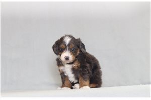 Jessica - Bernedoodle, Mini for sale