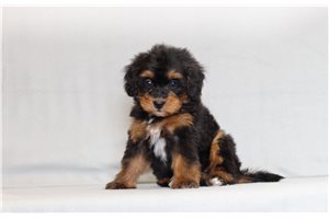 Adara - Bernedoodle, Mini for sale