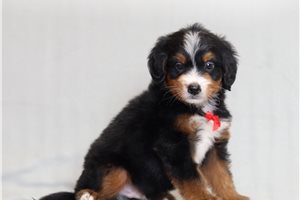 Digby - Bernedoodle, Mini for sale