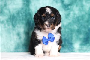 Griffin - Bernedoodle, Mini for sale