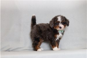 Joseph - Bernedoodle, Mini for sale