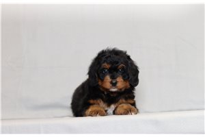 Abby - Bernedoodle, Mini for sale