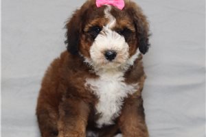 Maisie - Bernedoodle, Mini for sale