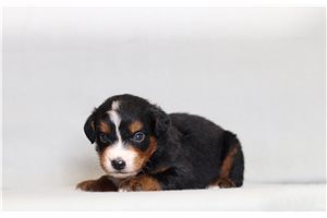Digby - Bernedoodle, Mini for sale