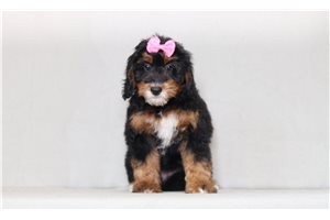 Allegra - Bernedoodle, Mini for sale
