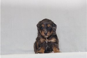 Jett - Bernedoodle, Mini for sale