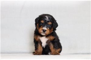 Donald - Bernedoodle, Mini for sale
