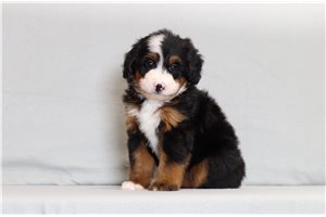 Tonto - Bernedoodle, Mini for sale