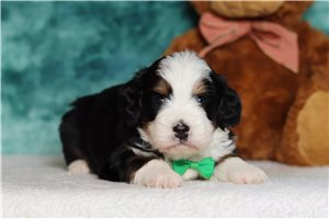 Indigo - Mini Bernedoodle for sale