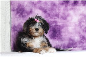 Zola - Bernedoodle, Mini for sale