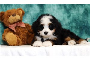 Ericson - Bernedoodle, Mini for sale