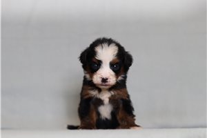 Dewdrop - Bernedoodle, Mini for sale