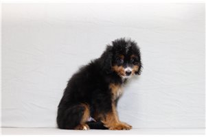 Abbott - Bernedoodle, Mini for sale