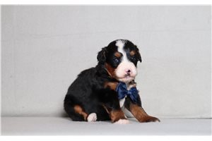 Tonto - Bernedoodle, Mini for sale