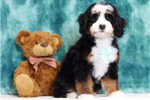 Everett - Bernedoodle, Mini for sale
