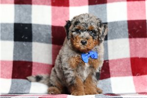Julius - Bernedoodle, Mini for sale