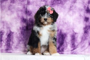 Zola - Mini Bernedoodle for sale
