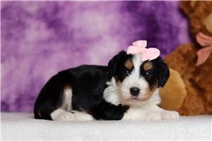 Irene - Bernedoodle, Mini for sale