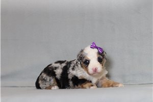 Adelia - Bernedoodle, Mini for sale