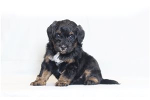 Pearl - Mini Bernedoodle for sale