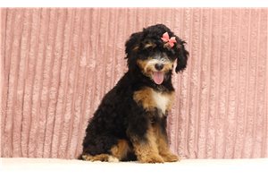 Ingrid - Bernedoodle, Mini for sale