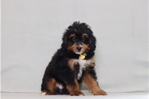 Domingo - Bernedoodle, Mini for sale