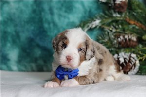 Eugene - Bernedoodle, Mini for sale