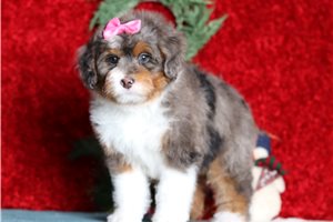 Francesca - Bernedoodle, Mini for sale