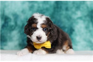 Wyoming - Mini Bernedoodle for sale