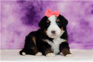Journey - Bernedoodle, Mini for sale
