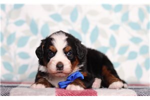 Elmo - Bernedoodle, Mini for sale