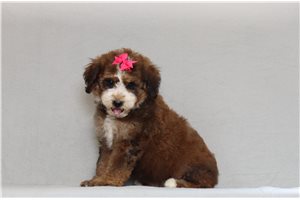Makayla - Bernedoodle, Mini for sale