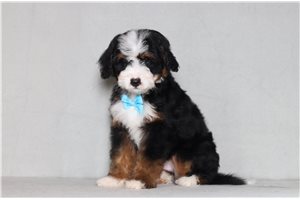 Alto - Bernedoodle, Mini for sale