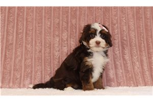 Libby - Mini Bernedoodle for sale