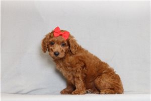 Sass - Goldendoodle, Mini for sale