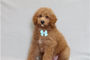 Heath - Goldendoodle, Mini for sale