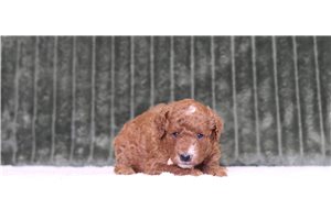 Jerrick - Mini Goldendoodle for sale