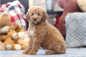 Tallulah - Goldendoodle, Mini for sale