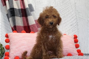 Lupin - Goldendoodle, Mini for sale