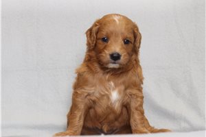 Saskia - Goldendoodle, Mini for sale