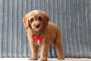 Taylor - Goldendoodle, Mini for sale