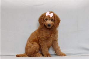Sasha - Goldendoodle, Mini for sale