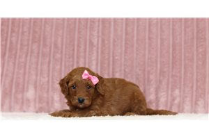 Juniper - Mini Goldendoodle for sale