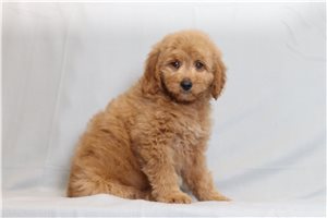 Tate - Goldendoodle, Mini for sale
