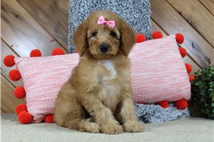 Heika - puppy for sale