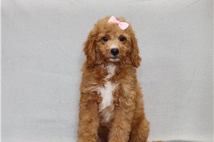 Sunny - Goldendoodle, Mini for sale