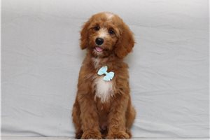 Jerrick - Goldendoodle, Mini for sale