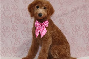 Satin - Goldendoodle, Mini for sale